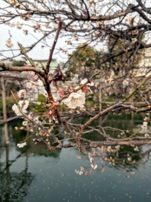 亀戸天神の梅の花 その5