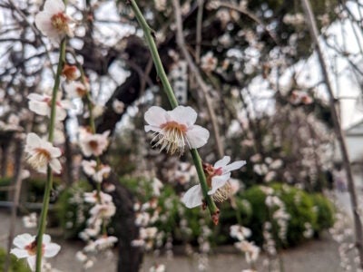 亀戸天神の梅の花 その3