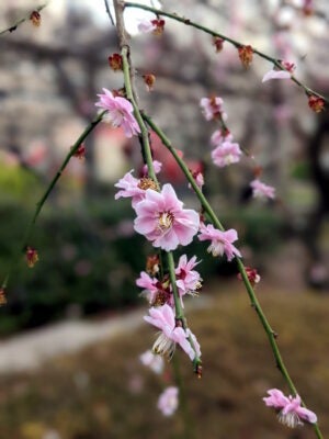 亀戸天神の梅の花 その2
